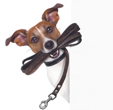 a dog with a leash attached to a leash
