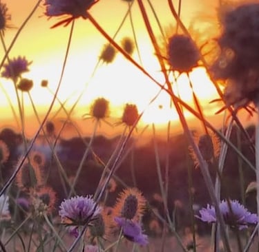 wildflowers on sunrise