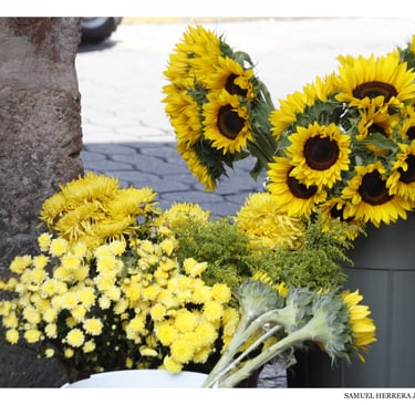 Flores amarillas vendidas en vía pública. Imagen: La Voz de Michoacán.