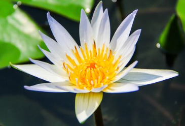 A white lotus symbolizing inner peace.