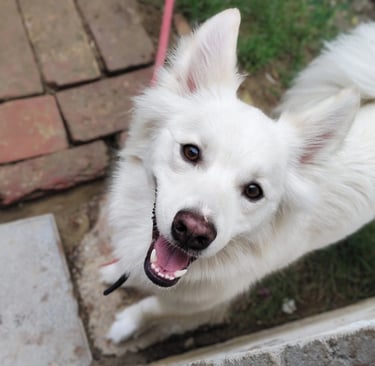 indian spitz dog smiling after completing all training session at gurgaondogtraining.in