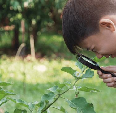 Boy learning by unschooling. Looking through magnifying glass at leaf.