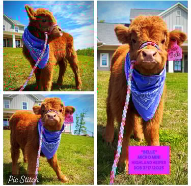 Belle- Micro/Mini Heifer