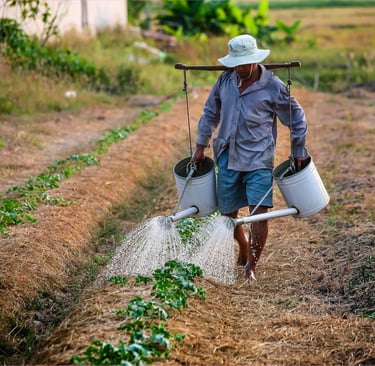 Nicolás Rojas Pardo Proteccionismo para desarrollar la agricultura Colombia economía