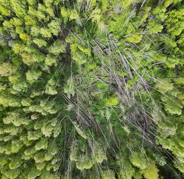 Vėjovartos AeroDetect