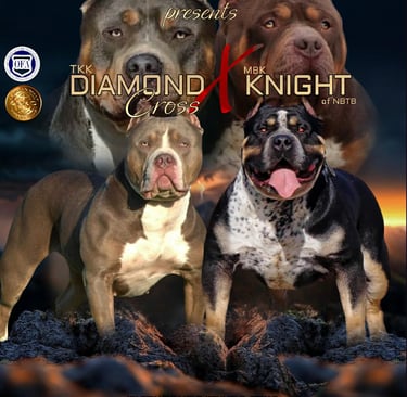 TITANIUM KILO KENNELS XL BULLY PUPPIES