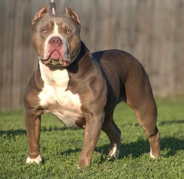 xl american bully, titanium kilo kennels, xl pitbull