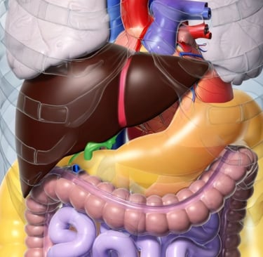 ❤️ The Fat You Can’t See: How Visceral Fat Damages the Heart & Metabolism every thing