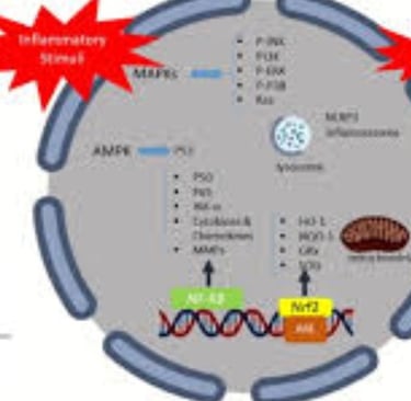 _diarrheas' treatment using  honey Antioxidants Nutrition Antibacterial properties Wound healing Cou