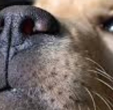 _๐ง ๐ The Nose Knows Exploring the Strange Smell Linked to Cancer
