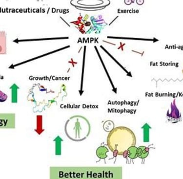 autophagy