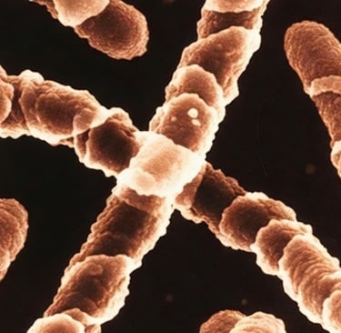 ⚖️ 🥣 🌙 داء اللولبية النحيفة : من أعراض "ألم الساق" إلى مخاطر داء ويل.. هل الصيام مفيد؟ ⏳ 🚫