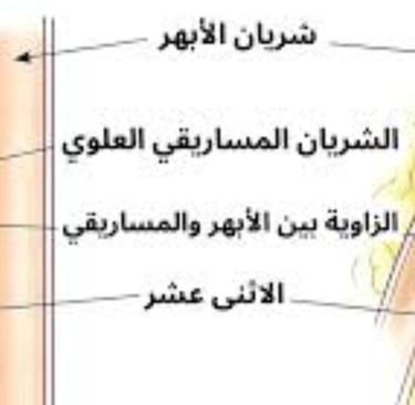 القيء من انسدادات الجهاز الهضمي العلوي
