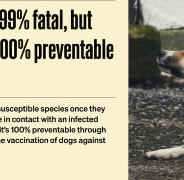 ☠️ Why Rabies Is Always Deadly But 100% Preventable  