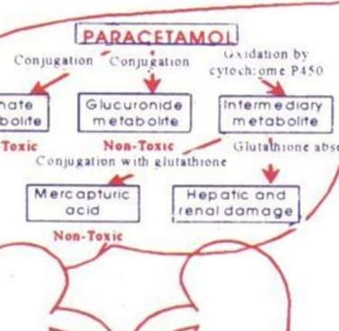 metabolism