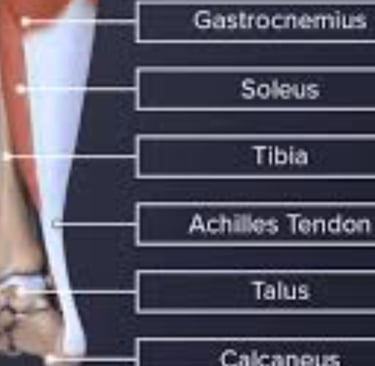 achilles tendon