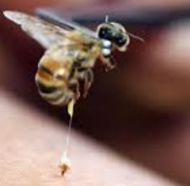 Apitherapy  