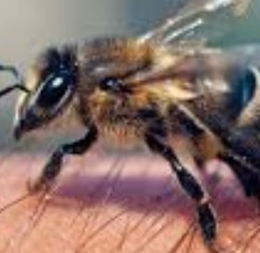 Apitherapy