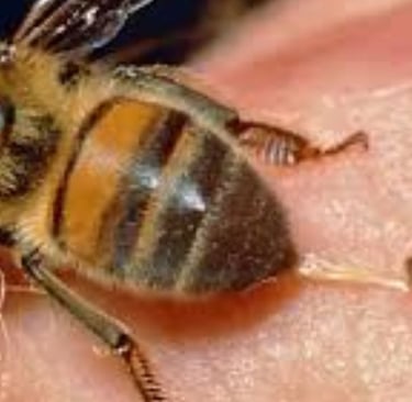Bee Stings Benefits