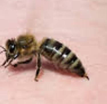 Bee Stings Benefits