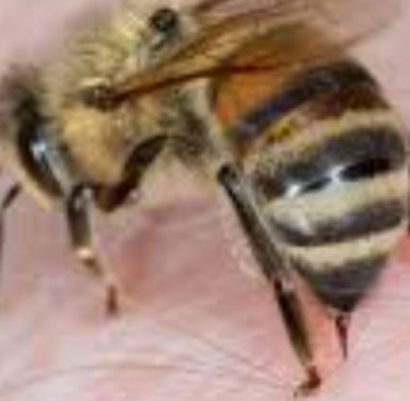 Bee Venom and Its Therapeutic Uses
