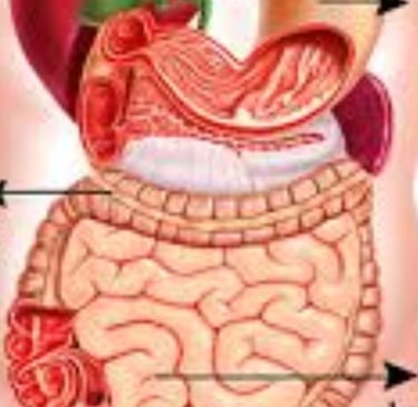 bowel rest may be implemented for patients with infectious diarrhea