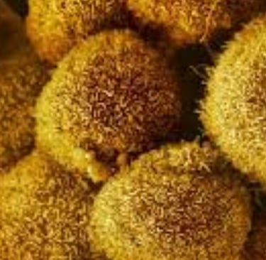 Curable Cancers And Effect Of Voluntary Fasting (4)