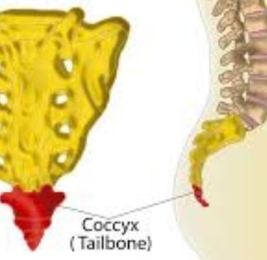 🦴✨ Coccyx The Miracles in Creation & Resurrection 🧬📿 imageimage 