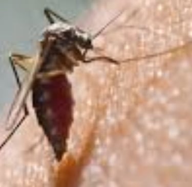 🔹 The Power of Fasting in Chikungunya Recovery 🦠⏳💪