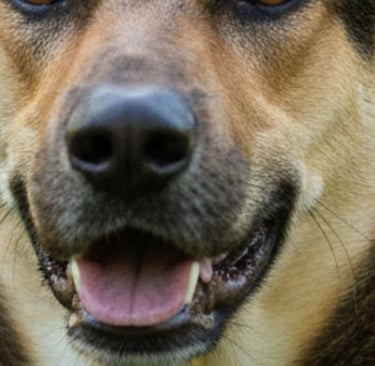 🐕داء الكلب  دائم القتل  لا علاج له🧠 