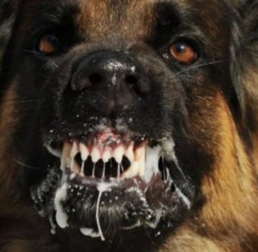 🐕داء الكلب  دائم القتل  لا علاج له🧠 