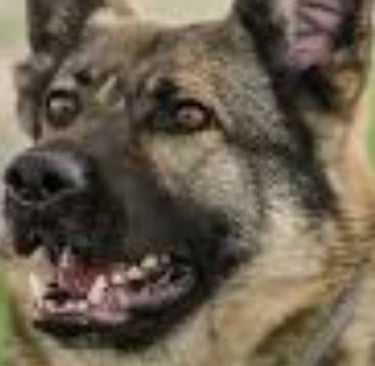 داء الكلب : دائم القتل : لا علاج له