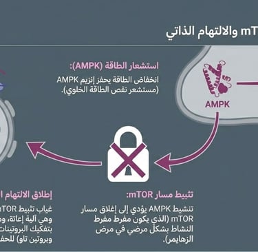 🌙الآثار الواقية للصيام على الأمراض التنكسية العصبية🧠