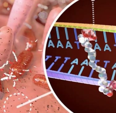 🧬 “Microbiome, Fasting, and Probiotics: How They Influence Cancer” Keyword: fasting and microbiome