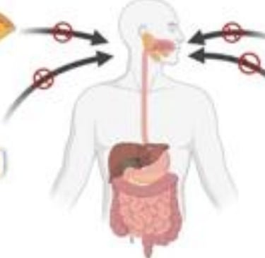 🧬 How Fasting Calms the Immune System in Psoriasis and Eczema