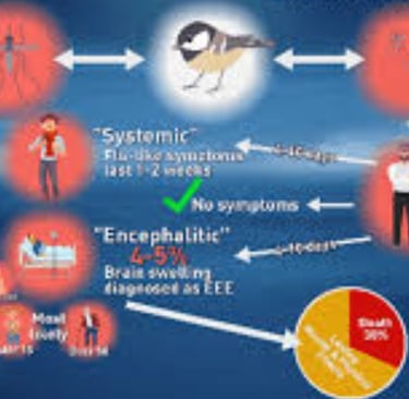 Eastern Equine Encephalitis (EEE)