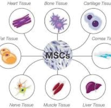 fasting increased stem cells and use it through fasting is natural way of treatment