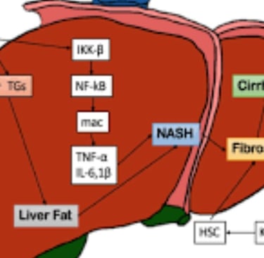 Is Manuka Honey Beneficial for Fatty Liver