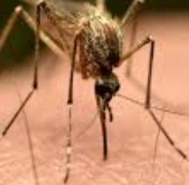 🔹 قوة الصيام في التعافي من مرض تشيكونغونيا 🦠⏳💪