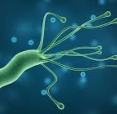 عسل مانوكا لبكتيريا الهيليكوباكتر بيلوري (H. pylori) والصيام