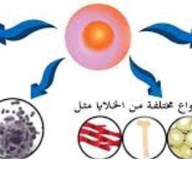ماذا تغعل