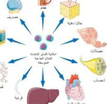 الطب التجديدى