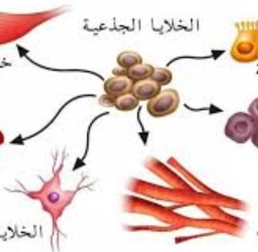 لاصلاح الغضروف الخلايا الجذعيه