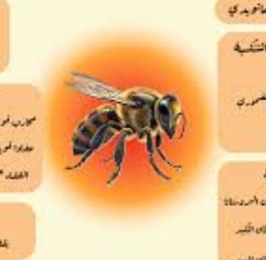 العلاج بالنحل فوائد سم النحل واستخداماته العلاجية