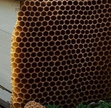 العلاج السحرى🛡️🐝 سم النحل والمناعة درع طبيعي لحماية جسمك image photo