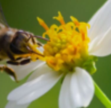 العلاج السحرى🛡️🐝 سم النحل والمناعة درع طبيعي لحماية جسمك image photo