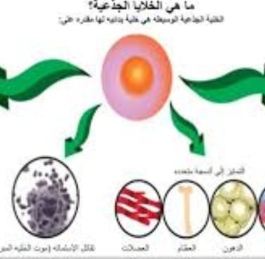 لتصلب المتعدد والصيام