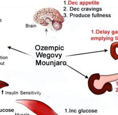 a diagram of the human body and its functions