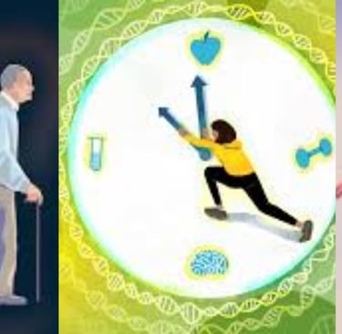 potential lifespan-extending effects of fasting
