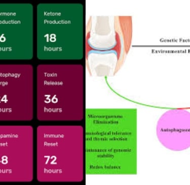 autophagy fasting rheumatoid arthritis